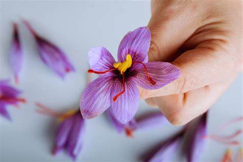 Hand holding saffron crocus flower