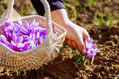 Hand-picking saffron crocus from the earth