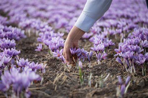 Harvesting saffron in a field of purple crocus