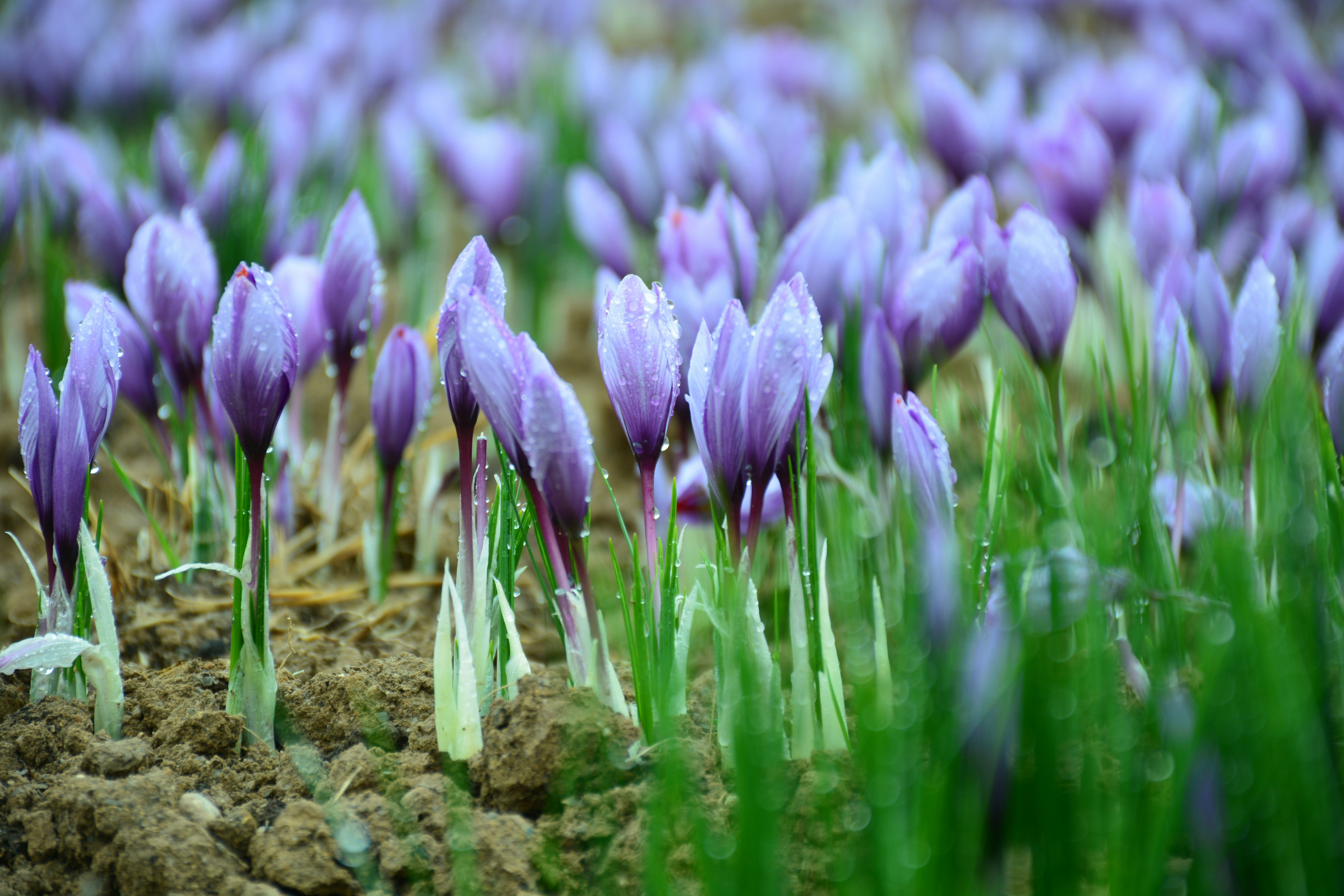 Saffron crocus flowers emerging from the earth with morning dew