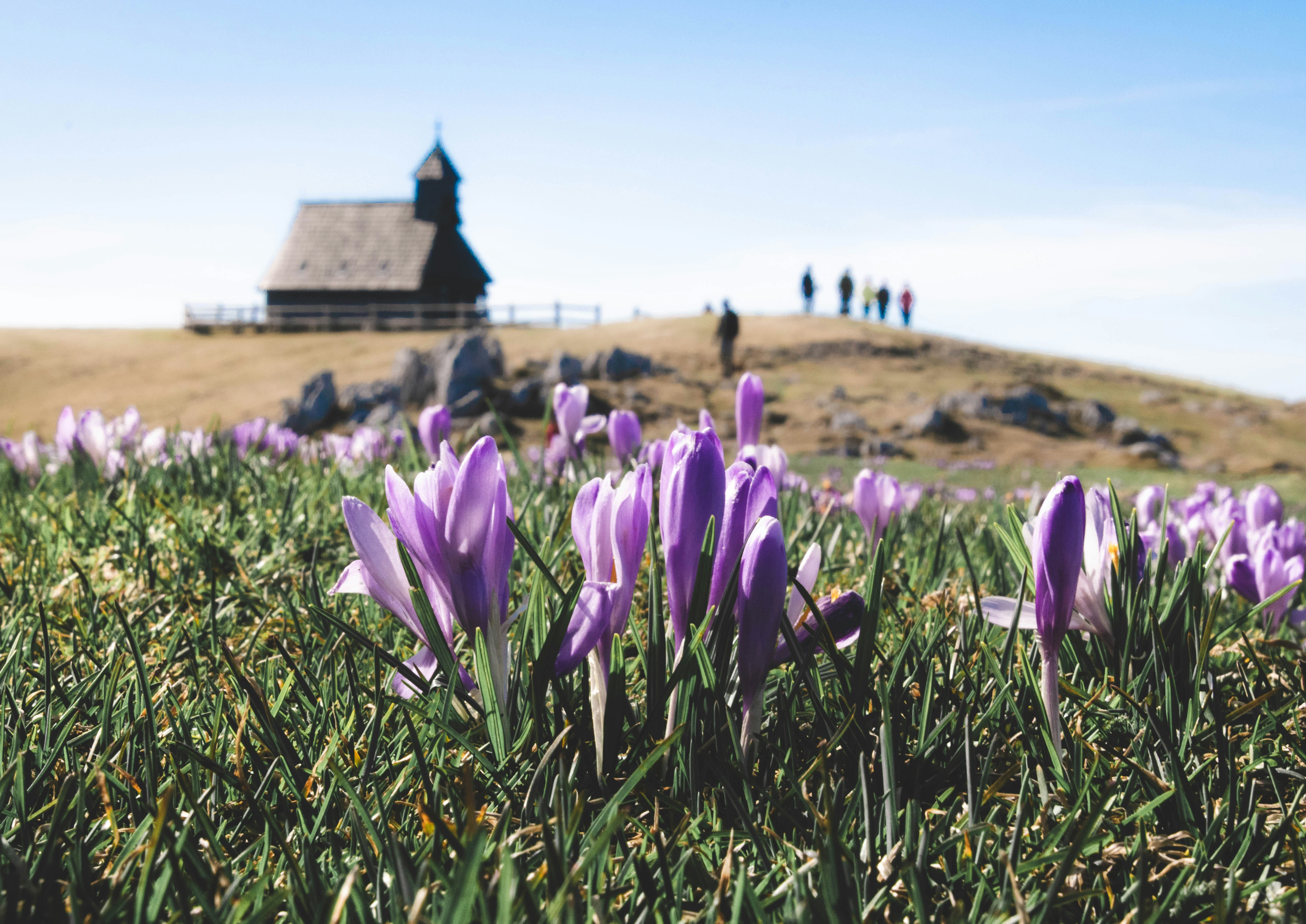 Crocus flowers in a field with rustic building