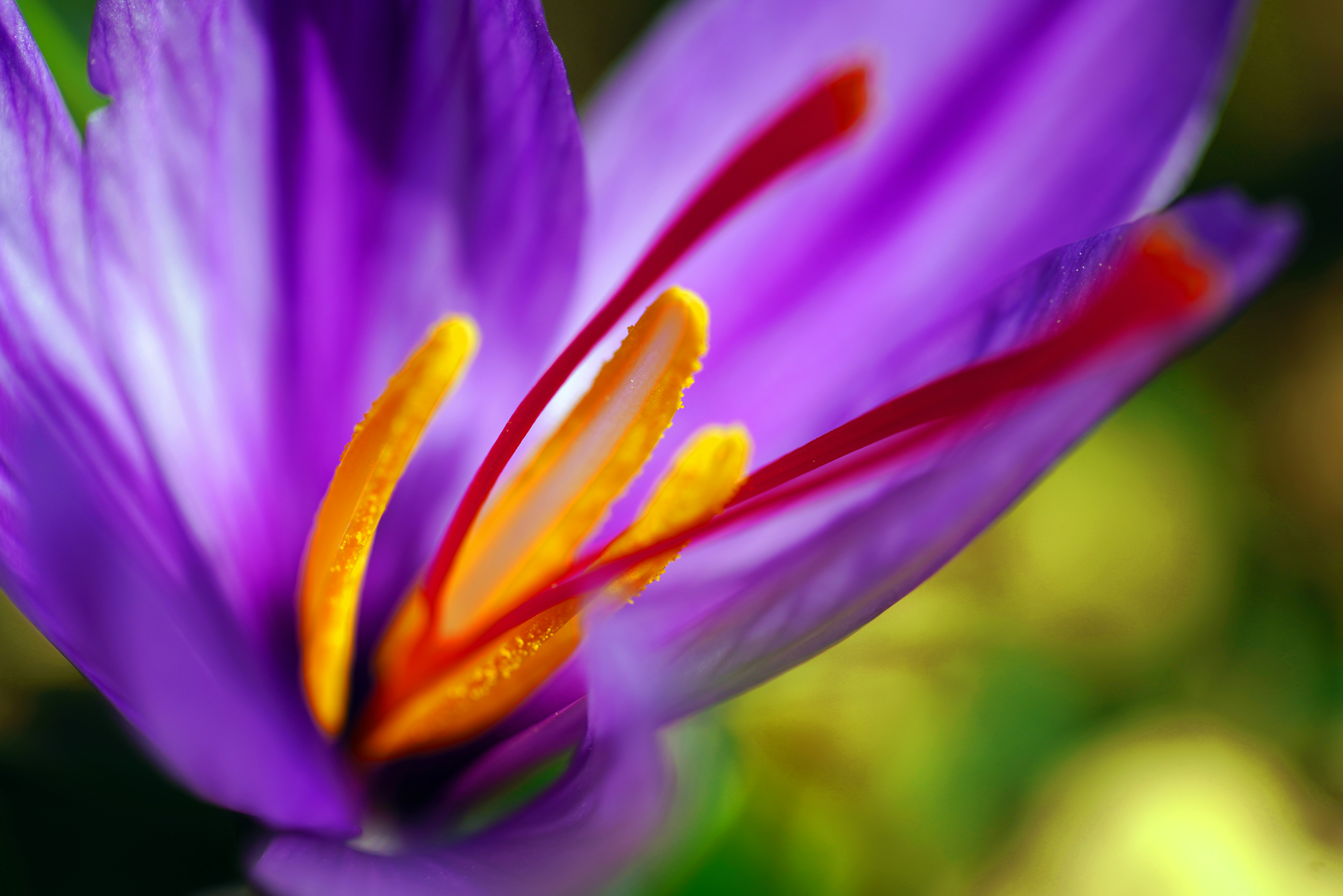 Macro of saffron crocus flower with red stigmas