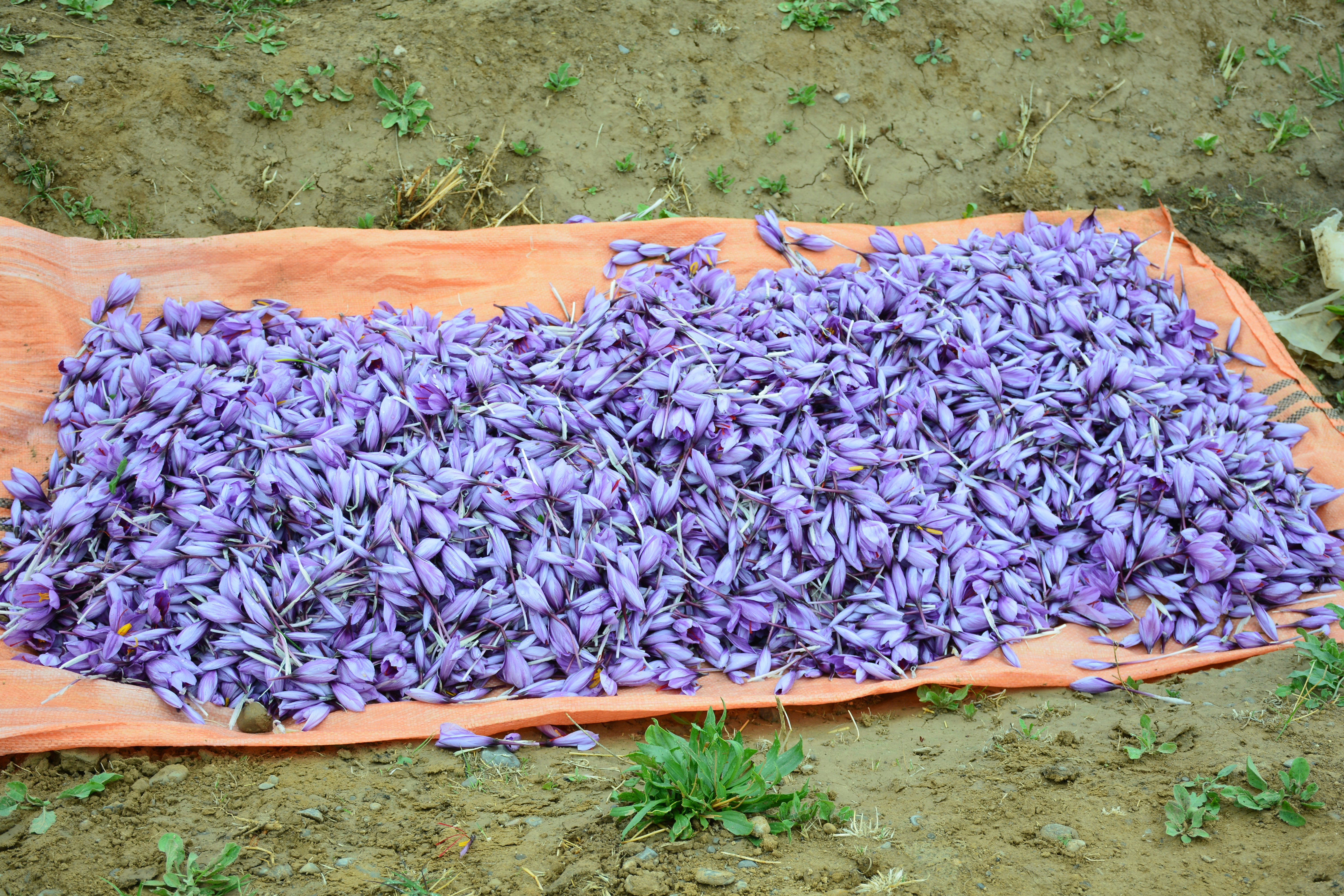 Harvested saffron crocus flowers spread on cloth